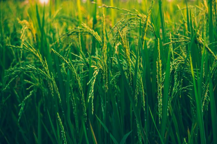 Biomasa należy do najbardziej ekologicznych odnawialnych źródeł energii