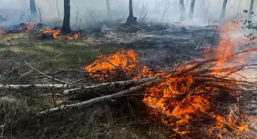 Pożar lasu w Mysłowicach. Do akcji ruszyła straż pożarna, samolot i śmigłowiec