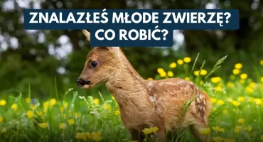 Nie pomagajmy na siłę. Wiosną i latem młode dzikie zwierzęta często nie potrzebują ratunku