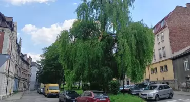 Wycinka drzew na placu Mieroszewskich. Urząd apeluje do kierowców o nieparkowanie pojazdów