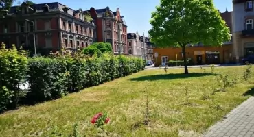 Kosiarki poszły w ruch. Na placu Mieroszewskich dbali o każdy krzew, ale na Bończyku doszło do wpadki