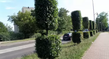 Oryginalne drzewka ozdobą ulicy Mikołowskiej w Mysłowicach. Przykuwają wzrok przechodniów i kierowców