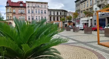 Co się stało z palmami z mysłowickiego Rynku?