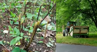 Koszenie po mysłowicku: ściąć trawę razem z ozdobnymi krzewami
