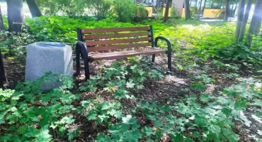 Wesoła: Postawili 10 ławek w krzakach, tam, gdzie nikt nie chodzi